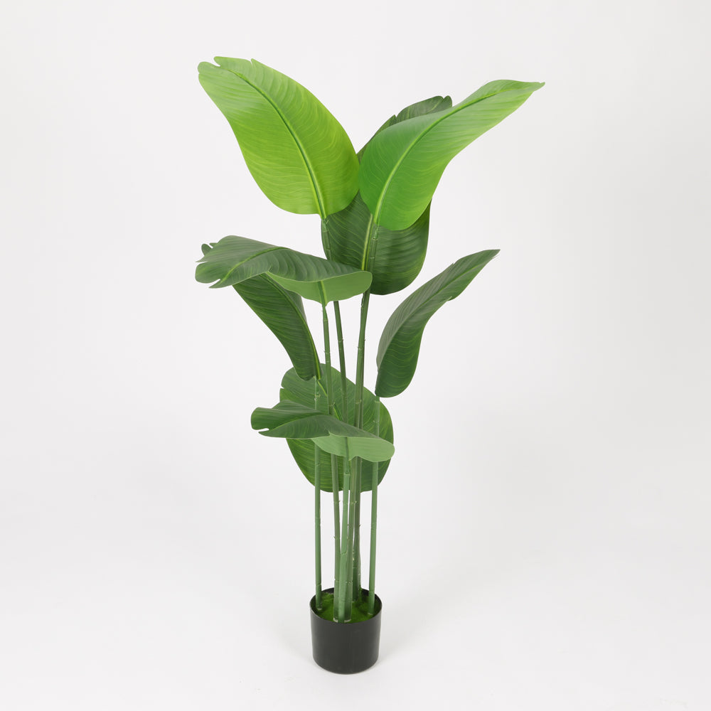 Traveler's Palm in Black Pot, 150cm Height