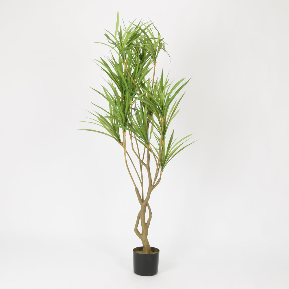 Contemporary Black Basin Spider Plant, 1.5 m
