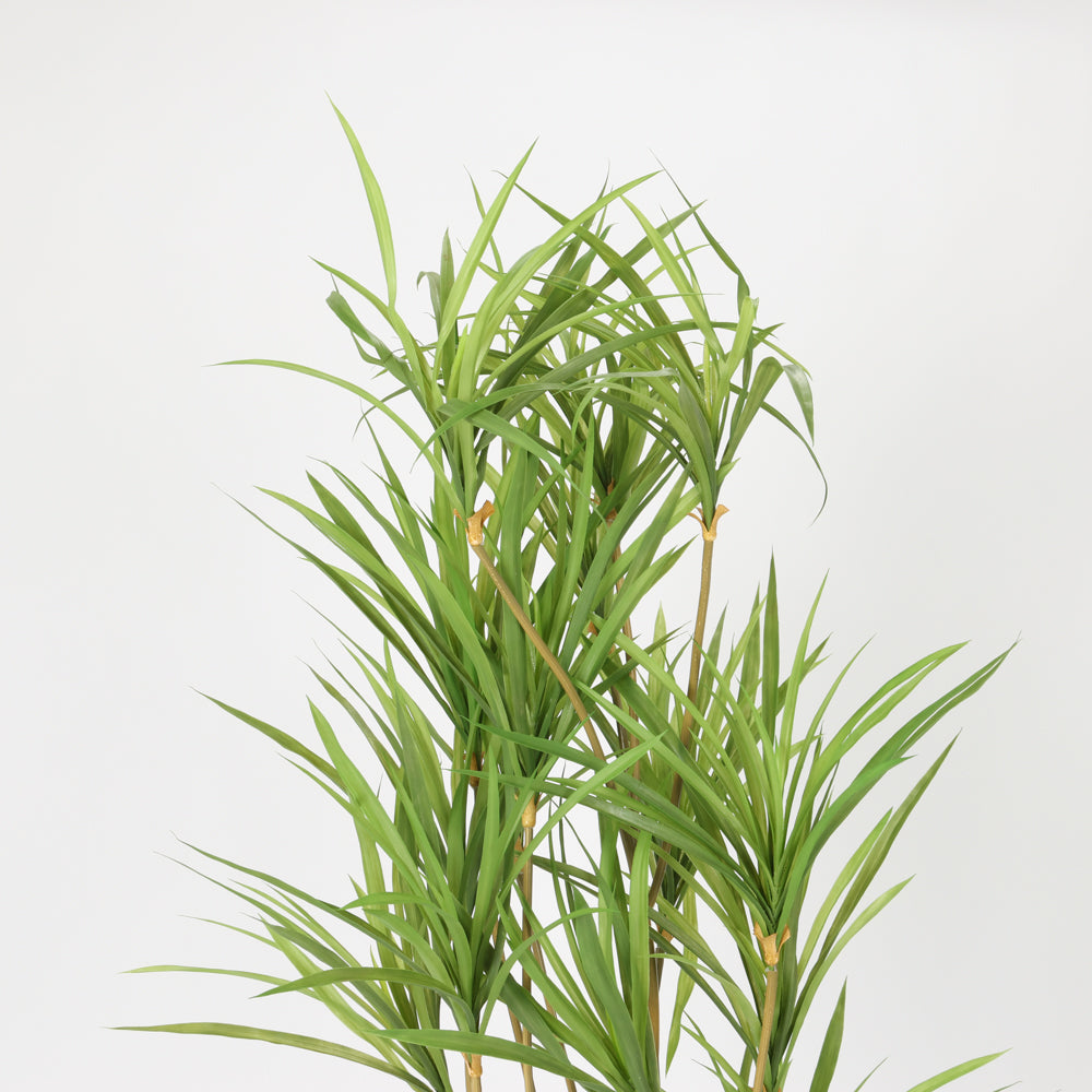Contemporary Black Basin Spider Plant, 1.5 m