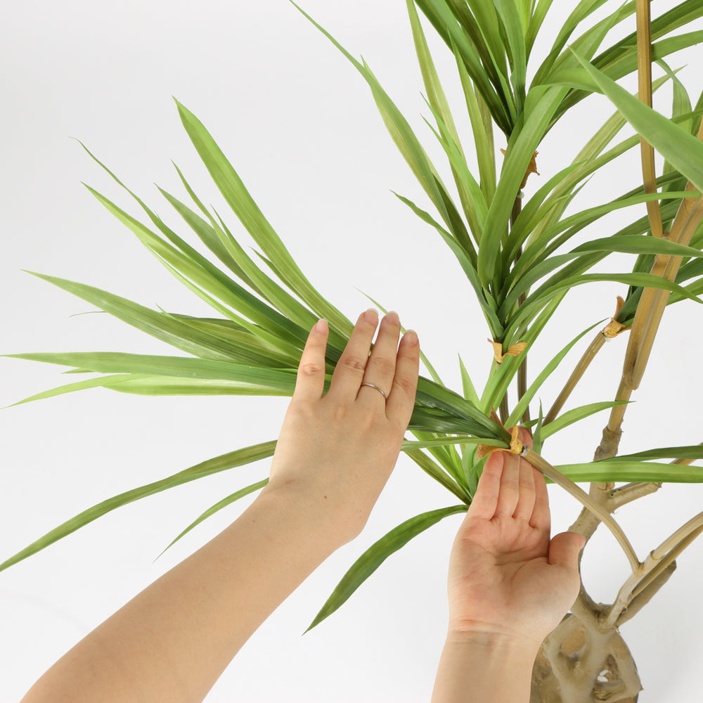Contemporary Black Basin Spider Plant, 1.5 m