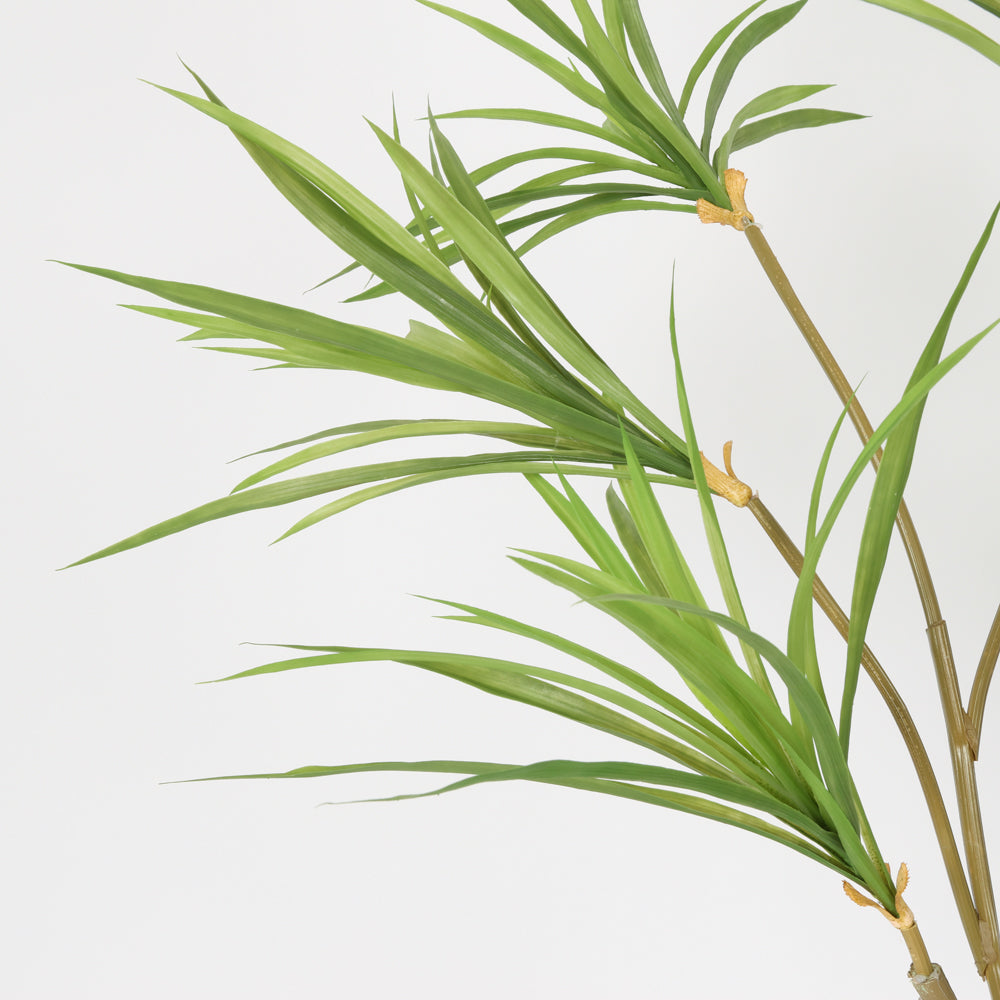 Contemporary Black Basin Spider Plant, 1.5 m