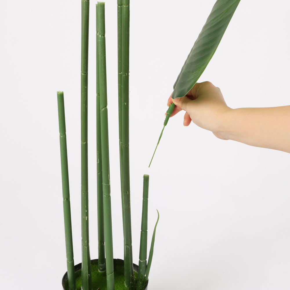 Traveler's Palm in Black Pot, 150cm Height