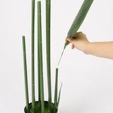 Traveler's Palm in Black Pot, 150cm Height