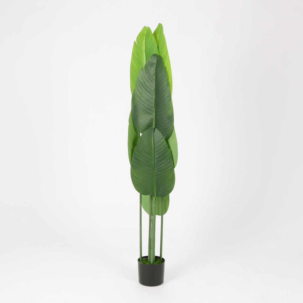 Traveler's Palm in Black Pot, 150cm Height