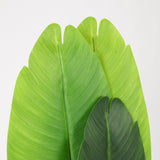 Traveler's Palm in Black Pot, 150cm Height