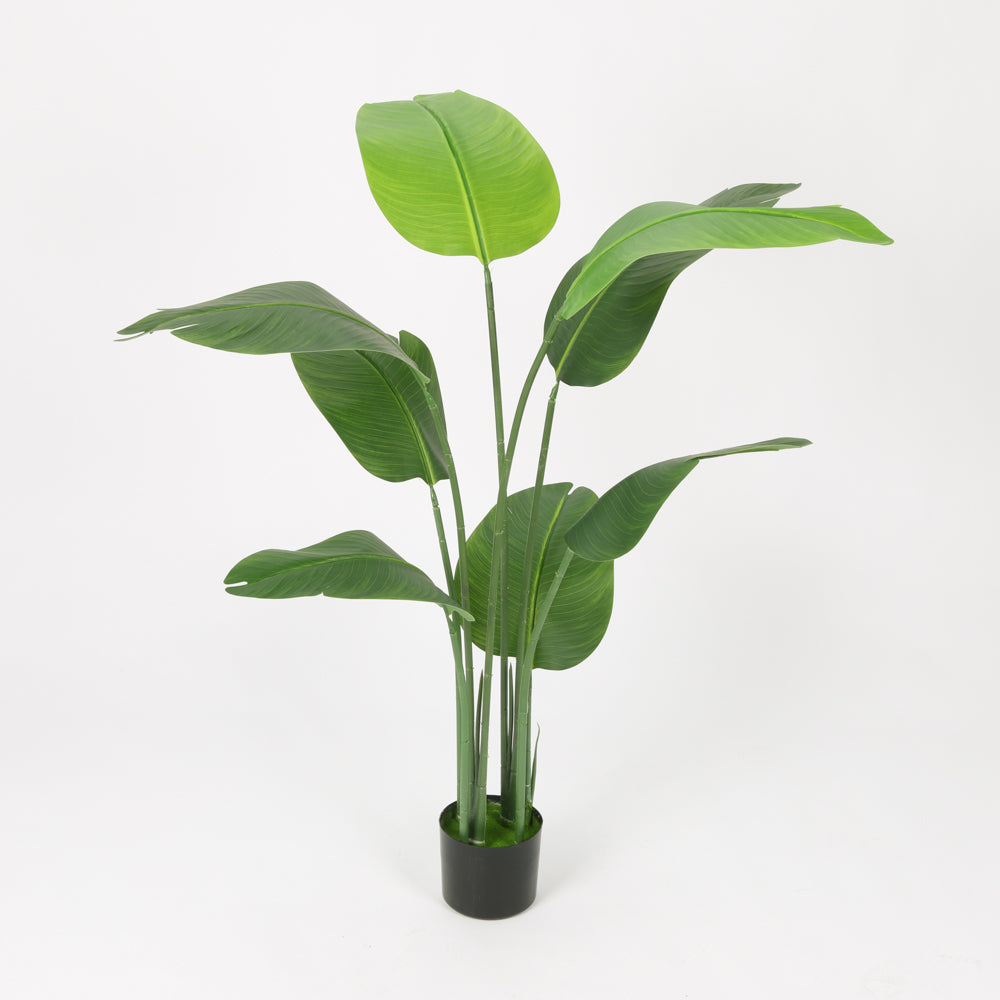 Traveler's Palm in Black Pot, 150cm Height
