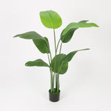 Traveler's Palm in Black Pot, 150cm Height