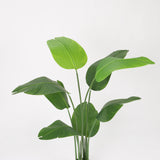 Traveler's Palm in Black Pot, 150cm Height