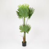 Dwarf Palm in Designer Black Pot, 1.5 m