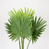 Dwarf Palm in Designer Black Pot, 1.5 m