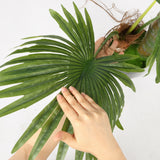 Dwarf Palm in Designer Black Pot, 1.5 m