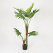 Dwarf Palm in Designer Black Pot, 1.5 m