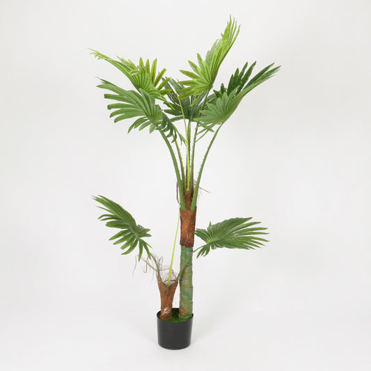 Dwarf Palm in Designer Black Pot, 1.5 m