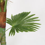 Dwarf Palm in Designer Black Pot, 1.5 m