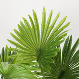 Dwarf Palm in Designer Black Pot, 1.5 m