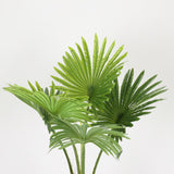 Dwarf Palm in Designer Black Pot, 1.5 m