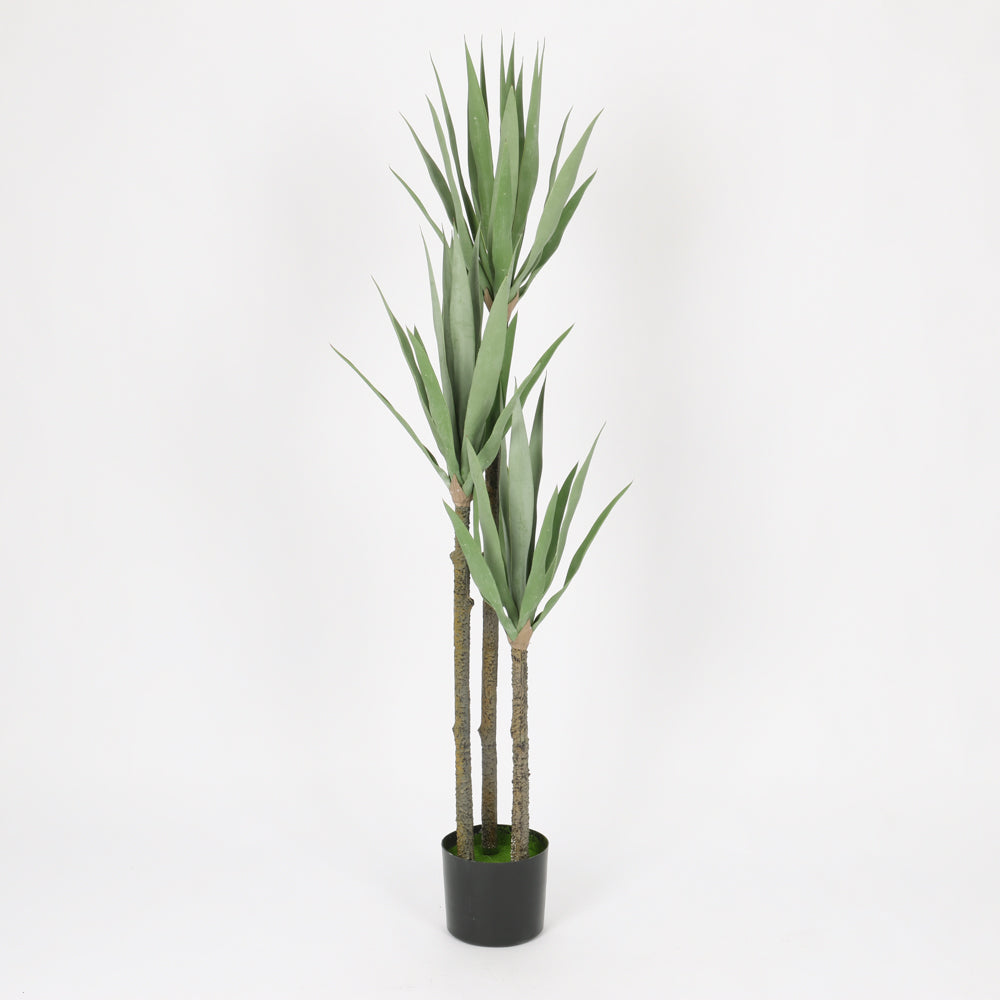 can you plant gladiolus in a pot Gladiolus in Black Pot, 91 cm Tall