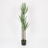 Elegant Gladiolus in Black Pot, 91 cm Tall
