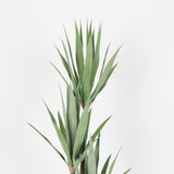 Elegant Gladiolus in Black Pot, 91 cm Tall