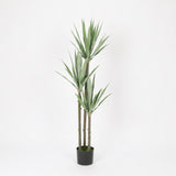 Elegant Gladiolus in Black Pot, 91 cm Tall