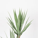 Elegant Gladiolus in Black Pot, 91 cm Tall