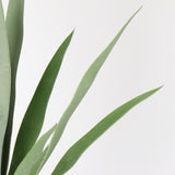 Elegant Gladiolus in Black Pot, 91 cm Tall