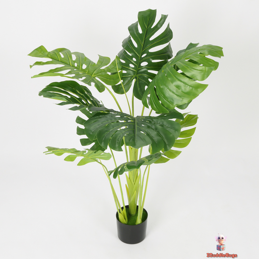 Lush Multi-Stem Monstera with Designer Black Planter