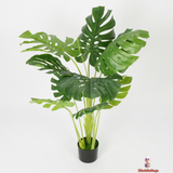 Lush Multi-Stem Monstera with Designer Black Planter