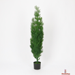 Evergreen Cypress in Modern Black Planter