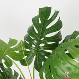 Lush Multi-Stem Monstera with Designer Black Planter