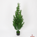 Evergreen Cypress in Modern Black Planter