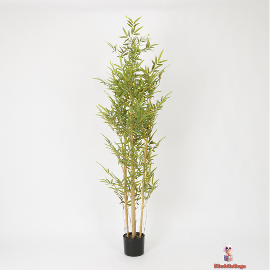 Serene Bamboo in Sleek Black Pot