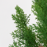 Evergreen Cypress in Modern Black Planter