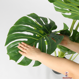 Lush Multi-Stem Monstera with Designer Black Planter