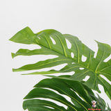 Lush Multi-Stem Monstera with Designer Black Planter