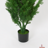 Evergreen Cypress in Modern Black Planter