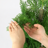 Evergreen Cypress in Modern Black Planter