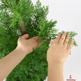 Evergreen Cypress in Modern Black Planter