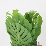 Lush Multi-Stem Monstera with Designer Black Planter