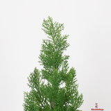 Evergreen Cypress in Modern Black Planter