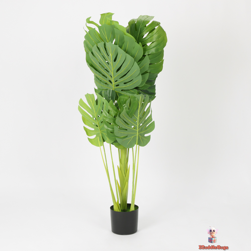 monstera plant black Multi-Stem Monstera in Black Planter