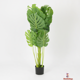 Lush Multi-Stem Monstera with Designer Black Planter